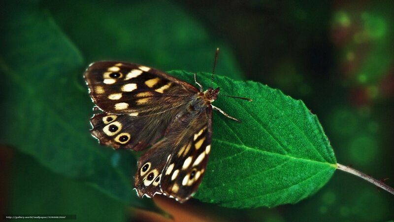 Brown Butterfly on Leaf — Green, Natural, Photograph