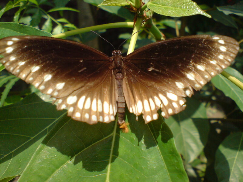 Brown Butterfly on Leaf — Green, Natural