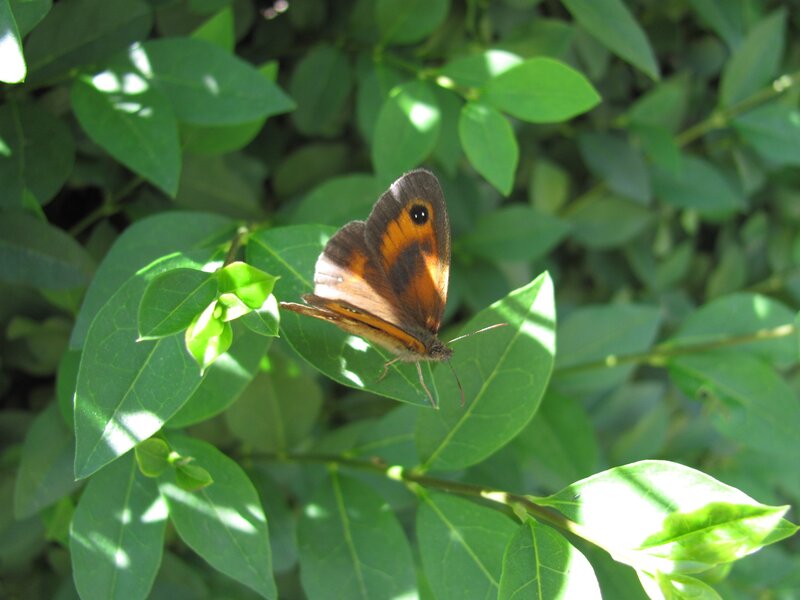 Brown Butterfly on Leaf — Green, Serene, Afternoon, Photograph, Plant