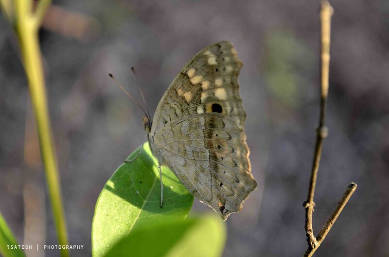 Brown Butterfly on Leaf — Green, Serene, Afternoon