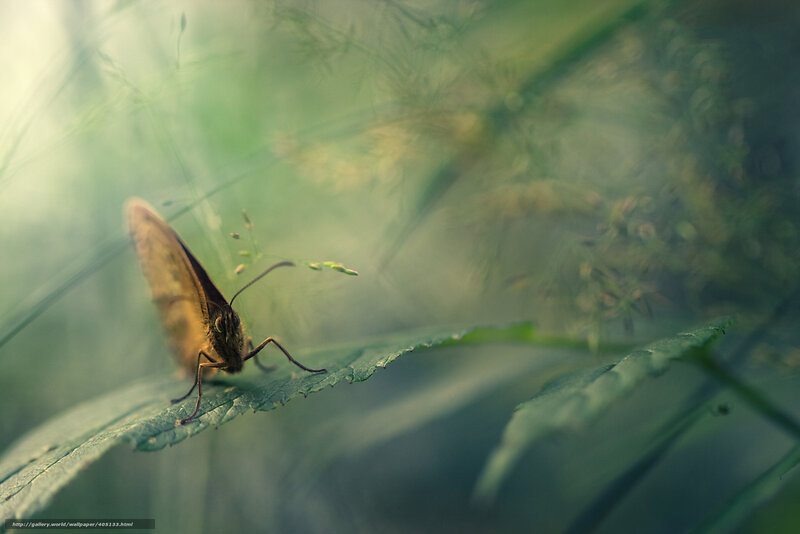 Brown Butterfly on Leaf — Green, Serene, Morning, Photograph, Grass, Sunlight