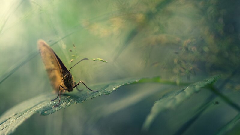 Brown Butterfly on Leaf — Green, Serene, Morning, Photograph, Grass, Sunlight, Yellow