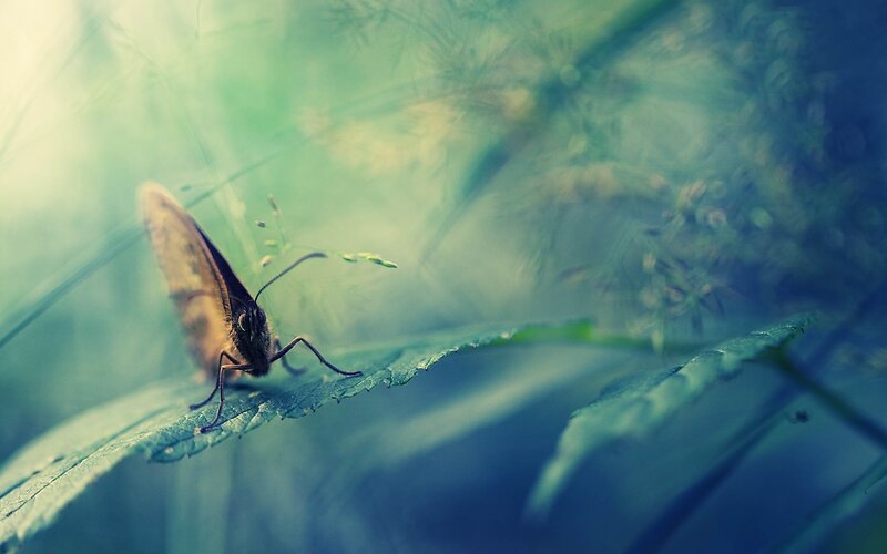 Brown Butterfly on Leaf — Green, Serene, Morning, Photograph