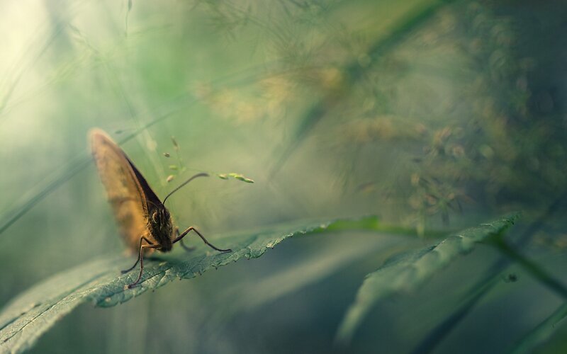 Brown Butterfly on Leaf — Green, Serene, Morning