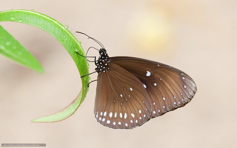 Brown Butterfly on Leaf — Green, Serene, Photograph