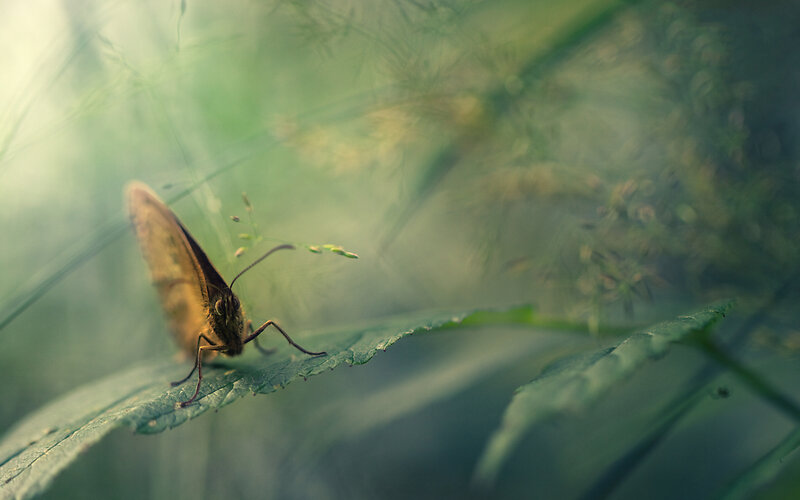 Brown Butterfly on Leaf — Green, Serene
