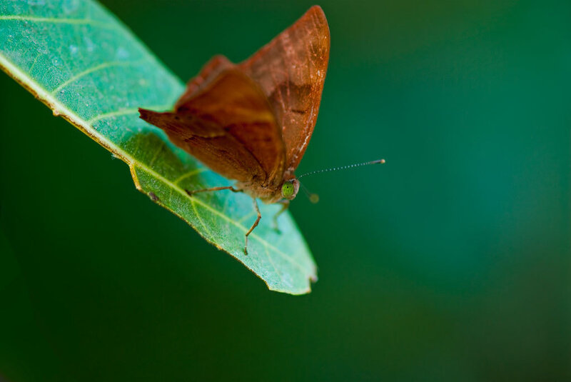 Brown Butterfly on Leaf — Green