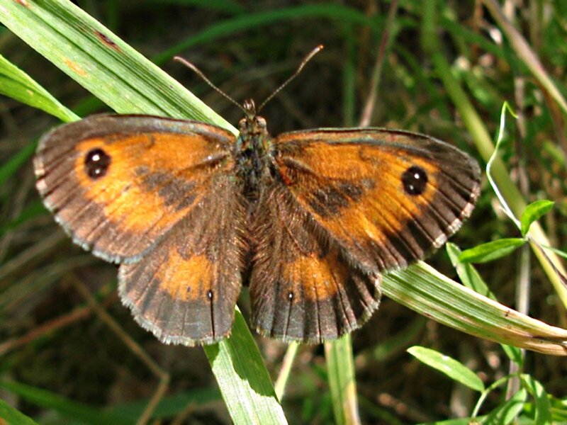 Brown Butterfly on Leaf — Natural
