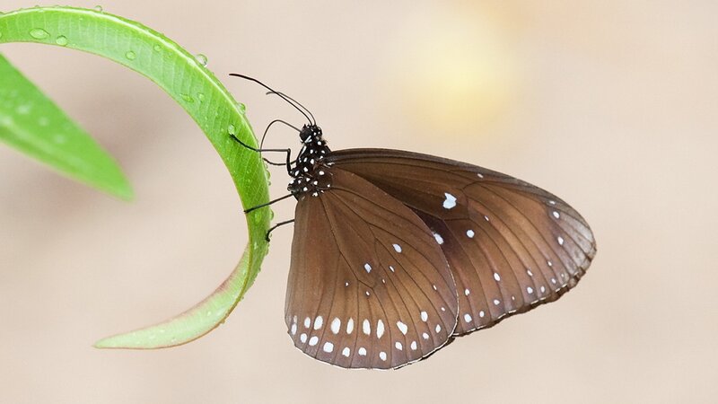 Brown Butterfly on Leaf — Serene