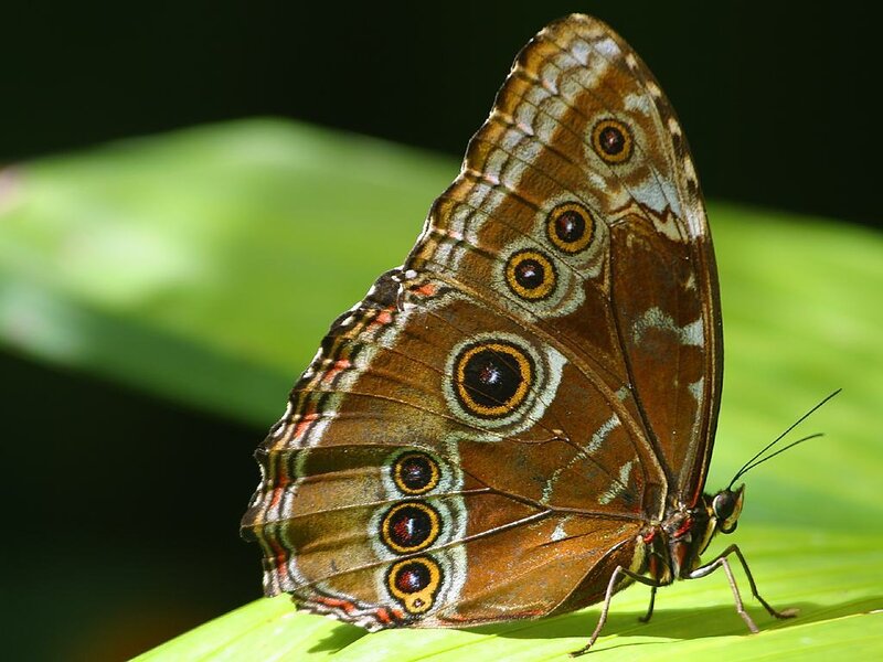Brown Butterfly on Leaf