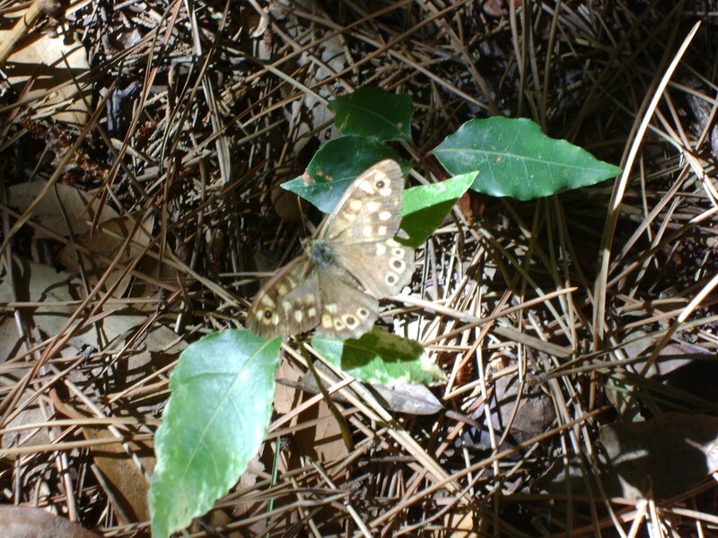 Brown Butterfly on Leaves