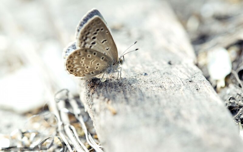 Brown Butterfly on Log