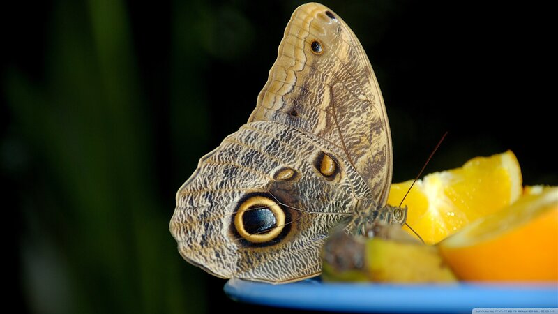 Brown Butterfly on Orange — Natural, Photograph