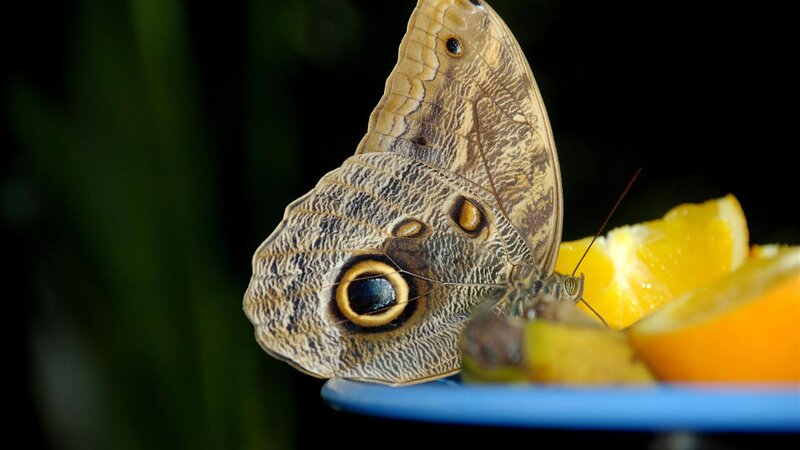 Brown Butterfly on Orange — Natural