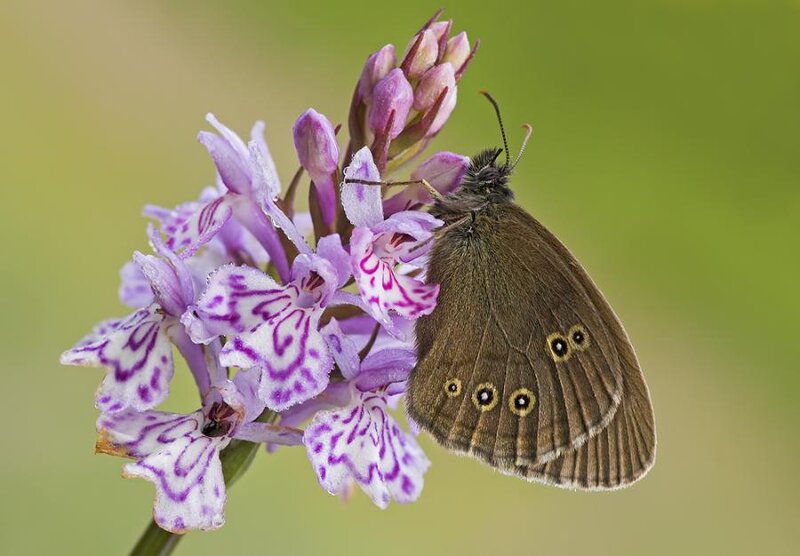 Brown Butterfly on Orchid