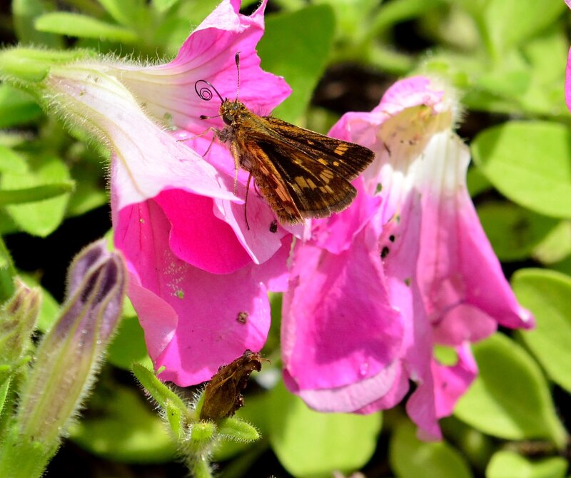 Brown Butterfly on Pink Flower — Calm
