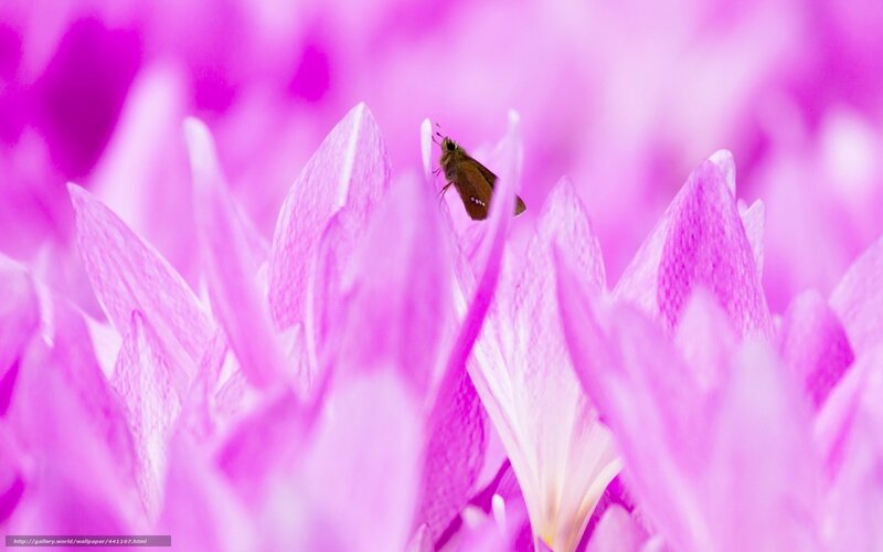 Brown Butterfly on Pink Flower — Serene