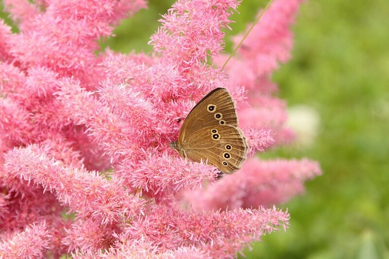 Brown Butterfly on Pink Flower