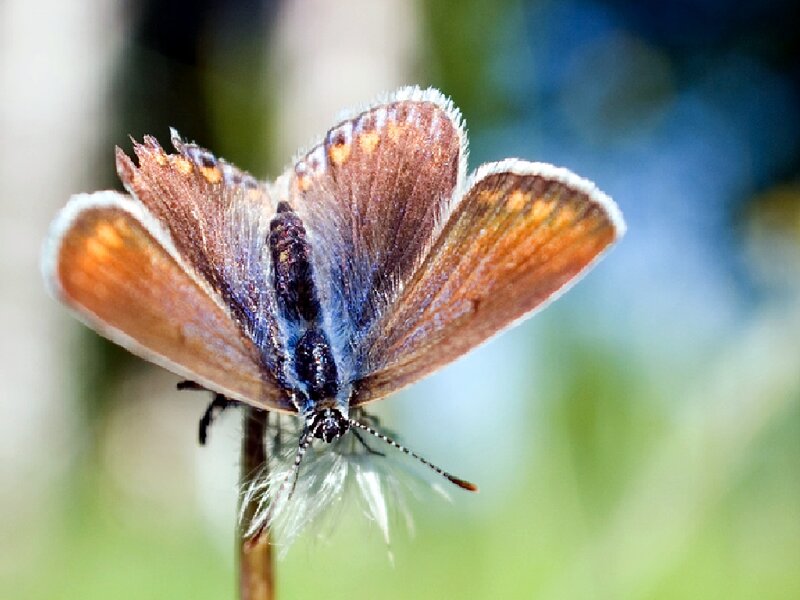 Brown Butterfly on Plant