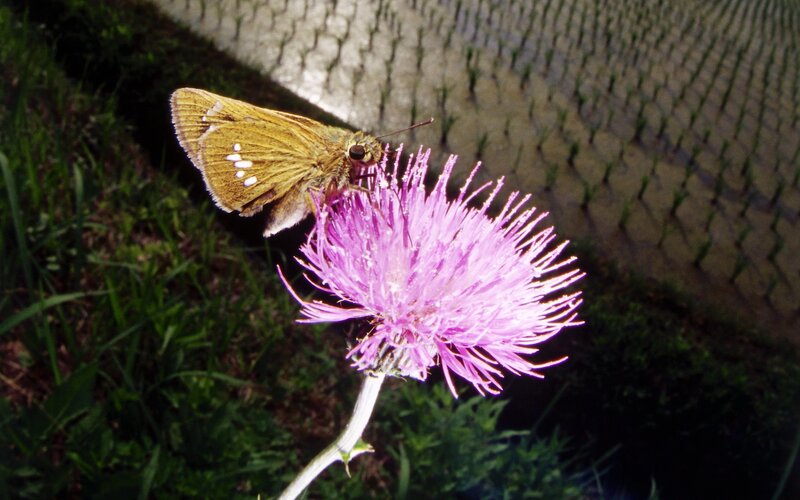 Brown Butterfly on Purple Flower — Calm, Afternoon, Photograph