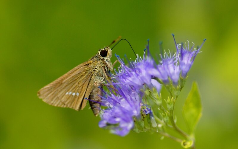 Brown Butterfly on Purple Flower — Calm