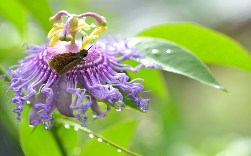 Brown Butterfly on Purple Flower — Serene