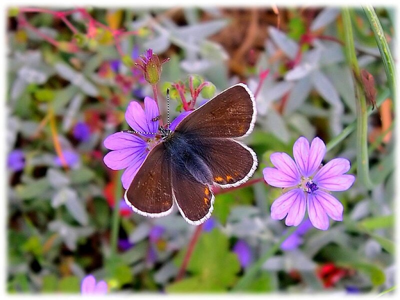 Brown Butterfly on Purple Flower