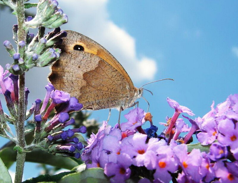 Brown Butterfly on Purple Flowers