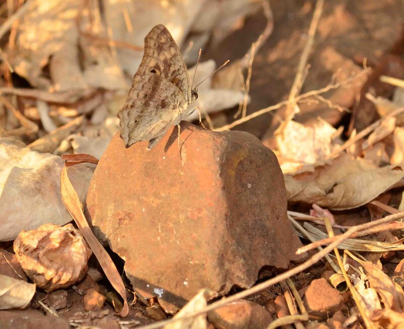 Brown Butterfly on Rock