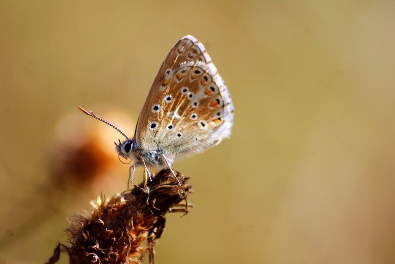 Brown Butterfly on Stem — Calm, Afternoon