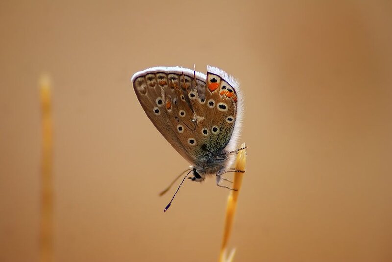 Brown Butterfly on Stem — Calm