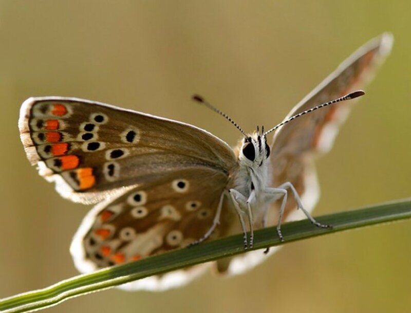 Brown Butterfly on Stem