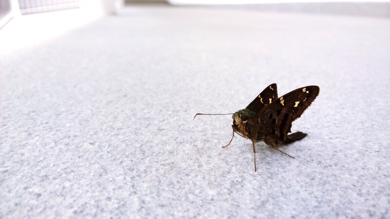 Brown Butterfly on Surface