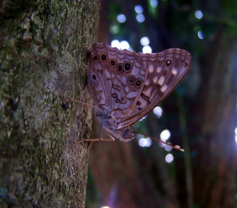Brown Butterfly on Tree