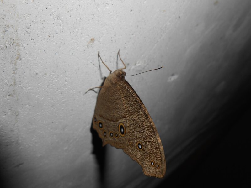 Brown Butterfly on Wall — Calm