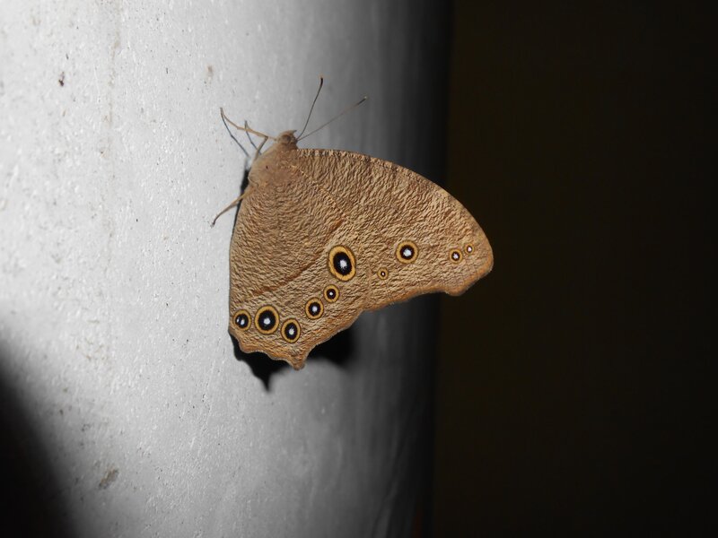 Brown Butterfly on Wall