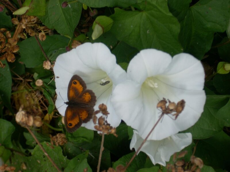 Brown Butterfly on White Flower
