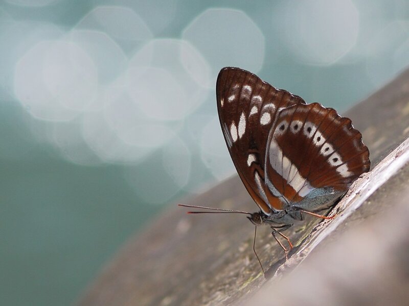 Brown Butterfly on Wood