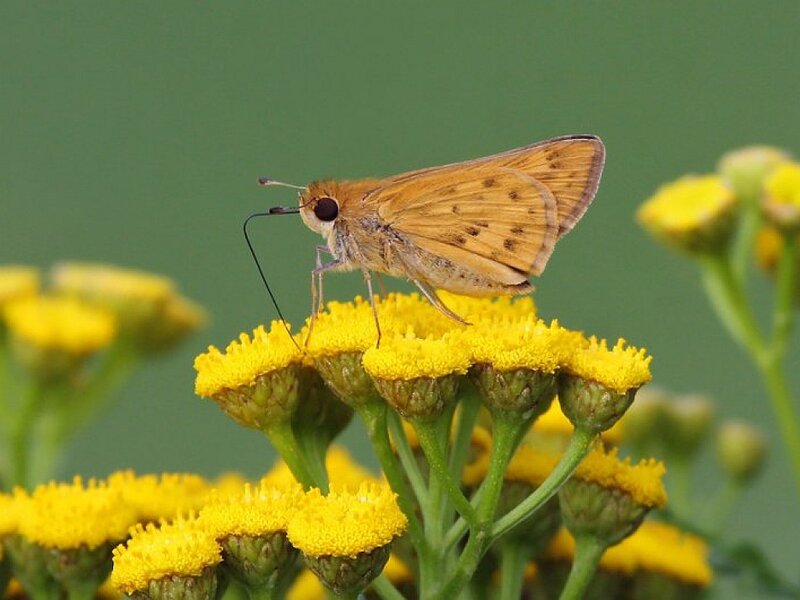 Brown Butterfly on Yellow Flowers