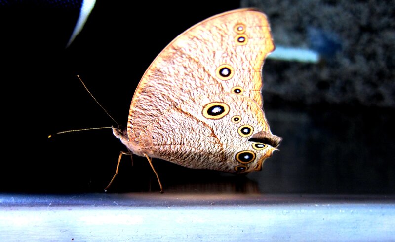 Brown Butterfly with Eyespots