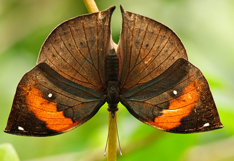 Brown Butterfly with Orange Spots