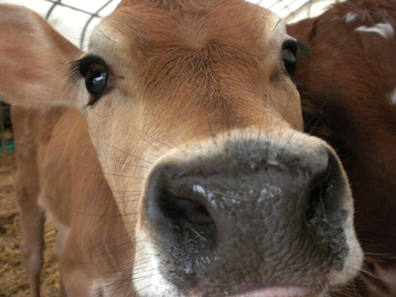 Brown Calf Close-up