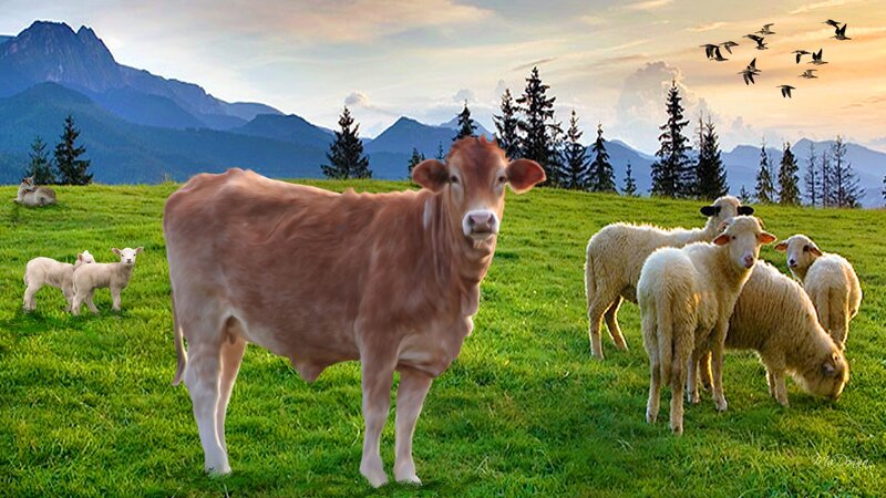 Brown Calf in Field — Green