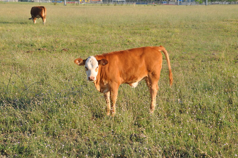 Brown Calf in Field