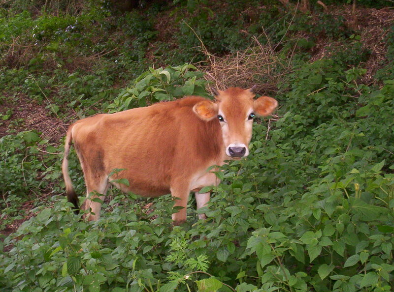 Brown Calf in Foliage