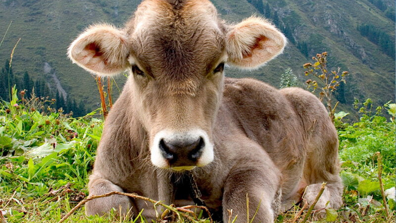 Brown Calf in Grass — Green