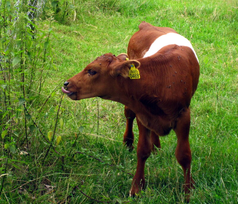 Brown Calf in Grass
