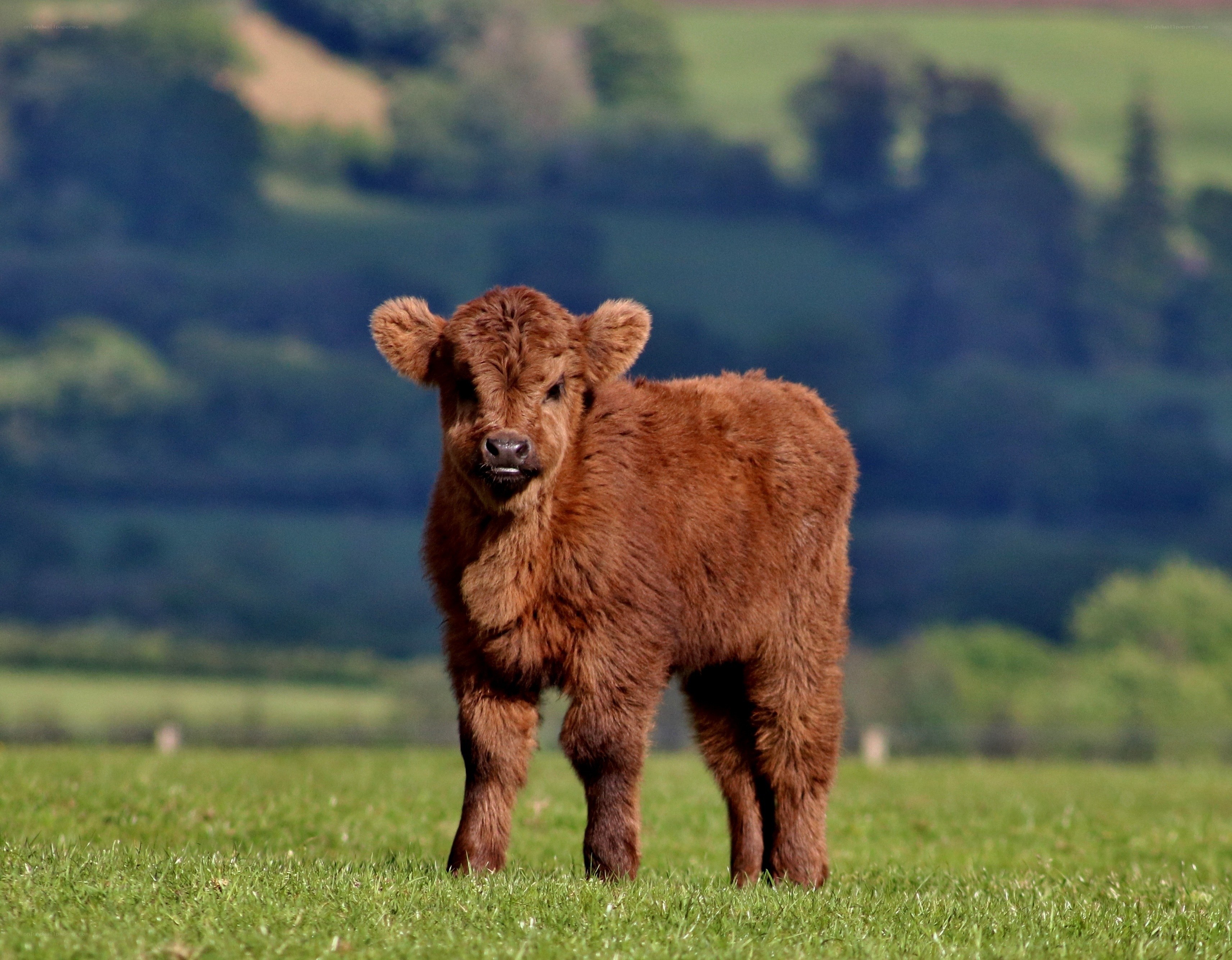 brown calf in green field