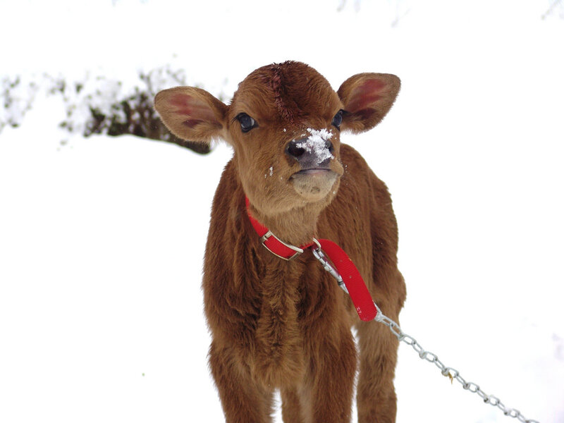 Brown Calf in Snow