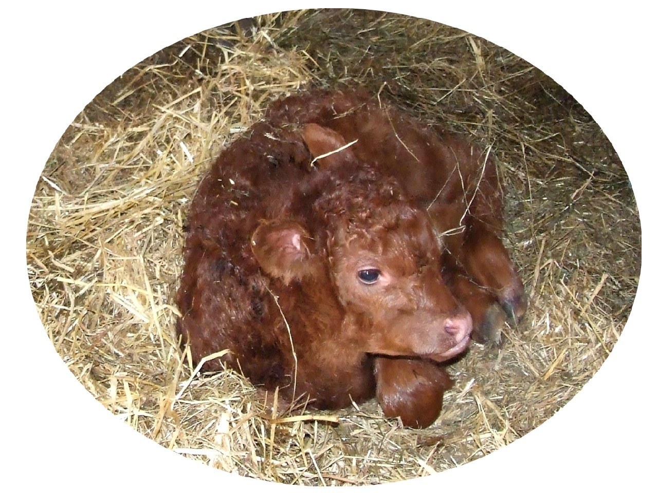 brown calf lying in hay
